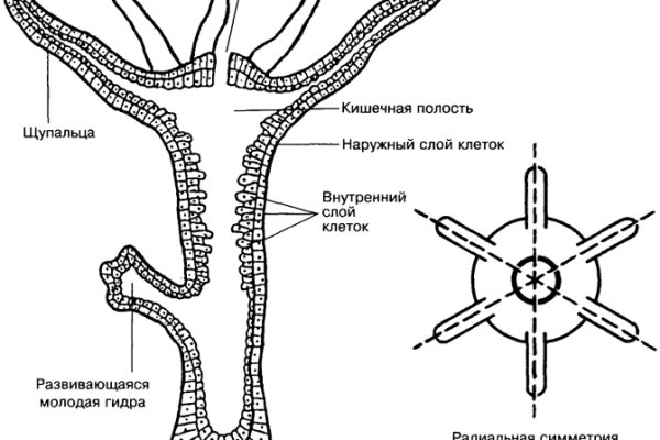 Кракен даркнет ссылка